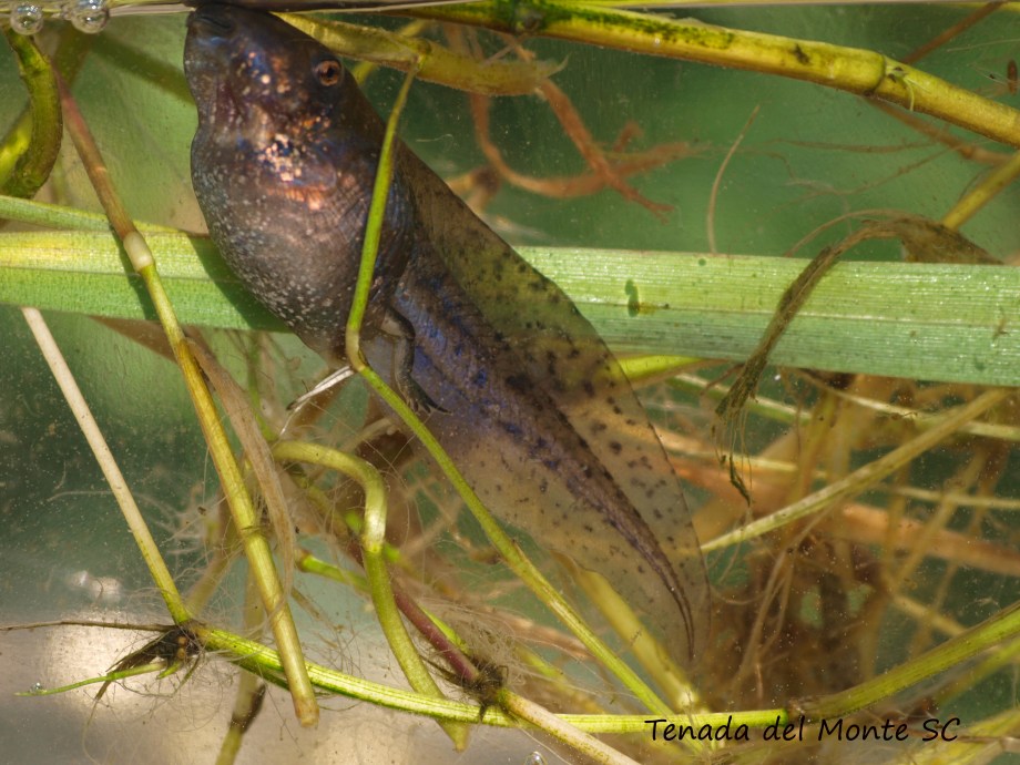 larva de sapo de espuelas