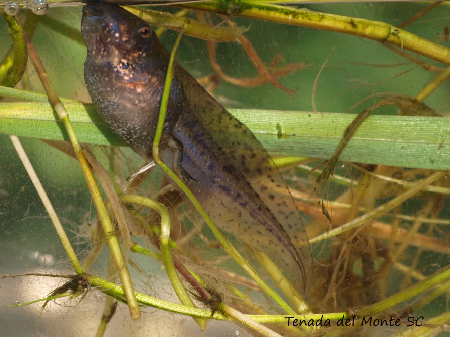 larva de sapo de espuelas