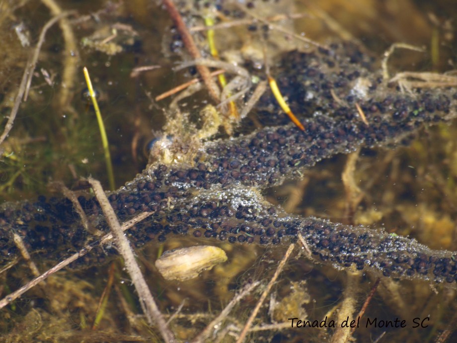 puesta de sapo de espuelas