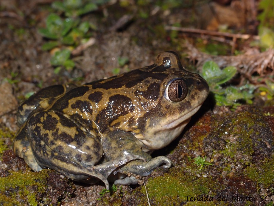 Sapo de espuelas adulto