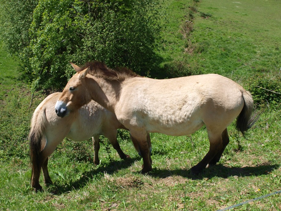 Caballos de Przewalski