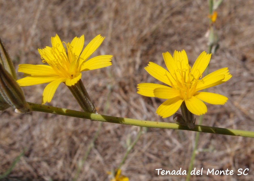 Flores de Chondrilla juncea