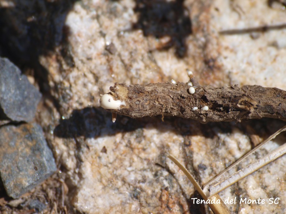 látex segregado por Chondrilla juncea