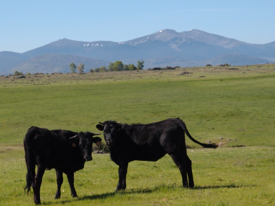 Novillas avileñas en nuestro agroturismo 